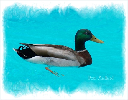 PoolMallardDryBrushWeb